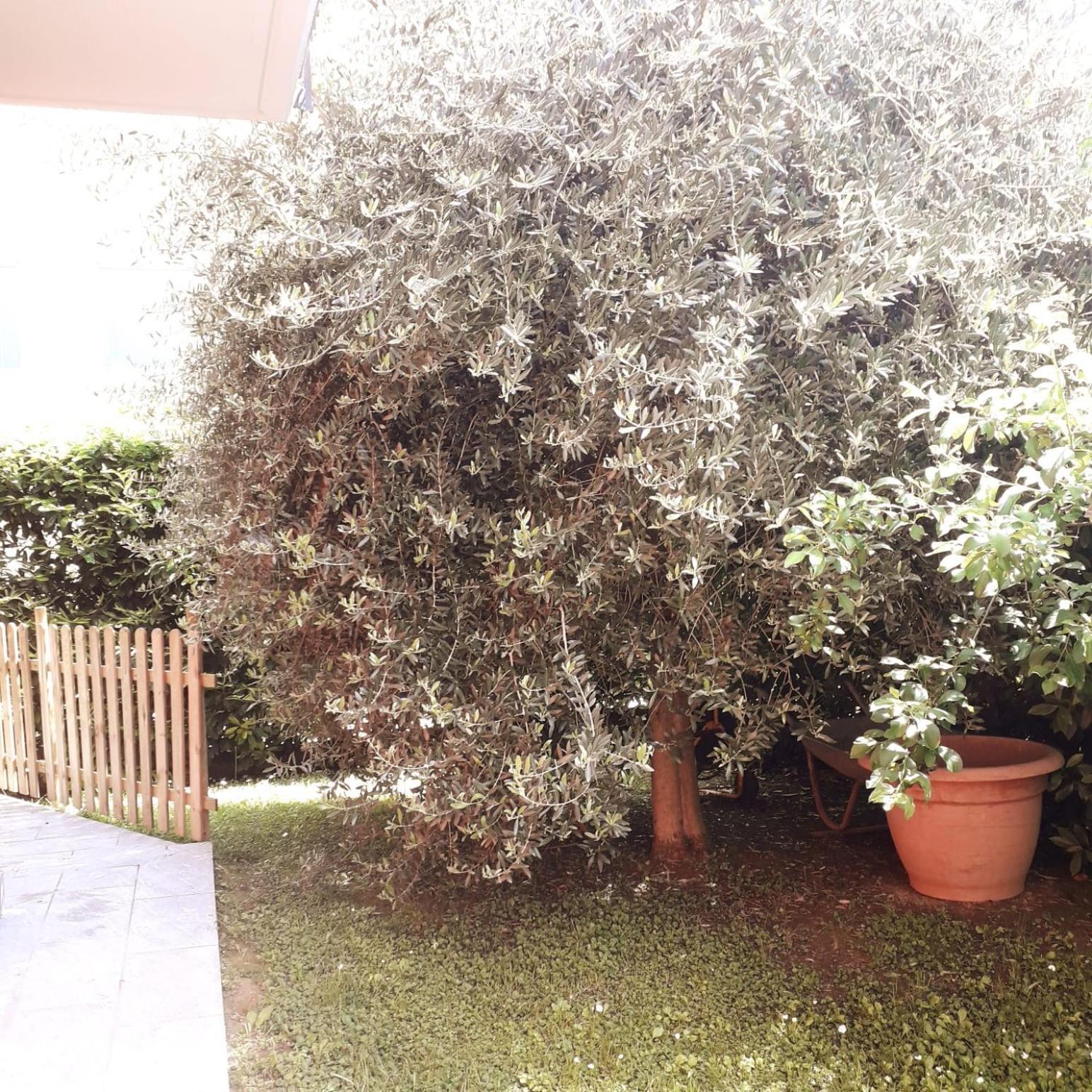 Bed and Breakfast Beb Ulivo Santa Giuletta Esterno foto